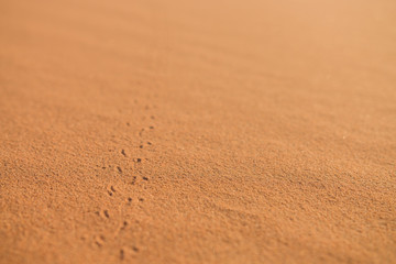 Fototapeta na wymiar Käferspuren in der Wüste