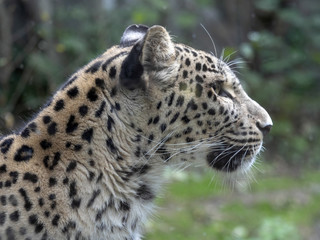 Portrait of Persian Leopard, Panthera pardus saxicolor