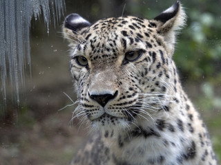 Portrait of Persian Leopard, Panthera pardus saxicolor