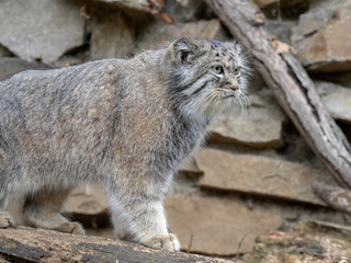 Pallas' cat, Otocolobus manul, one of the most beautiful cats