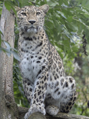 Naklejka na ściany i meble Portrait of Persian Leopard, Panthera pardus saxicolor