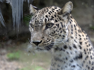 Portrait of Persian Leopard, Panthera pardus saxicolor