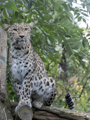 Portrait of Persian Leopard, Panthera pardus saxicolor