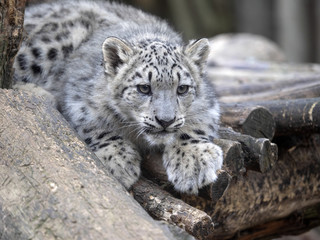 young Snow leopard, Uncia uncia watching the surroundings