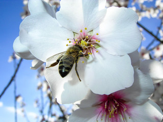 Bee in a flower: almond blossom 