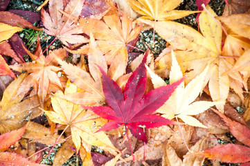 Photo closeup of autumn colourful of fallen dry maple leaves on ground deciduous abscission period over forest leaf litter background, vertical picture