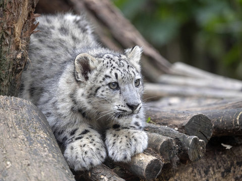 young Snow leopard, Uncia uncia watching the surroundings