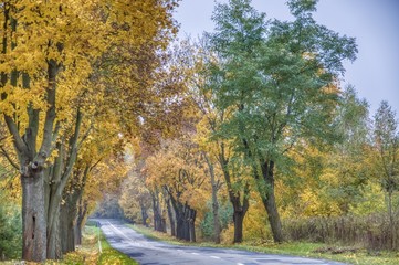 jesienna droga z drzewami o złotych liściach i wypełnionymi liśćmi rowami