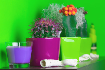 Cactus flowers on the shelf, green wall