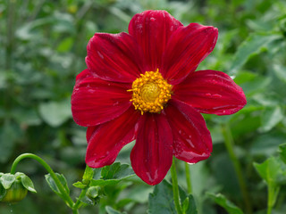 Blooming beautiful red dahlia flower on a summer background