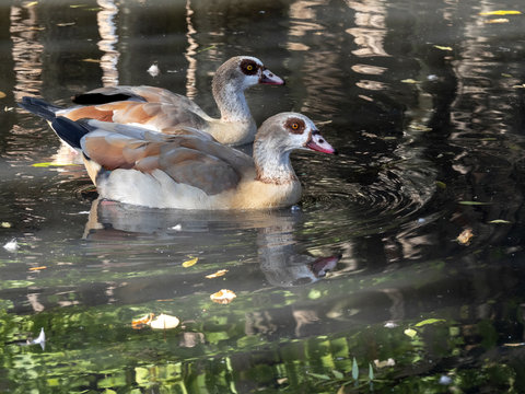 A pair of Egyptian Goose, Alopochen aegyptiacus, on the water