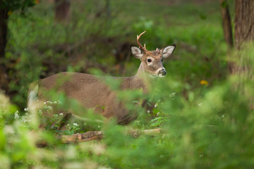 White-tailed Deer in Autumn