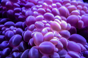 Sea anemone  close up background