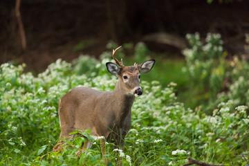 White-tailed Deer in Autumn