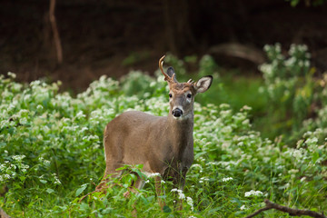 White-tailed Deer in Autumn