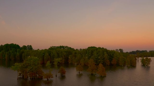 Rotating drone footage of trees in the middle of stumpy lake in the Virginia Beach area during sunset with birds flying amidst the trees.