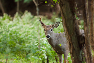 White-tailed Deer in Autumn