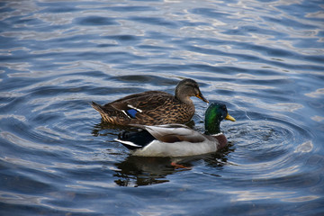 Male and female Mallard ducks, swimming in lake, at Whitlingham, Norfolk.