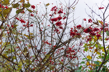 red berries of barberry