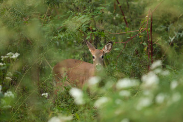 White-tailed Deer in Autumn