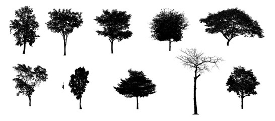 Set no.1 of black tree silhouette of Thailand isolated on white background, single tall perennial tree with many branches and leaves, natural tropical plant for shadow, outdoor design and decorated.