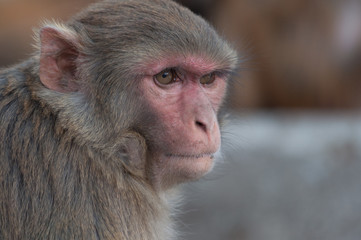 Wild monkey portrait closeup in Nepal