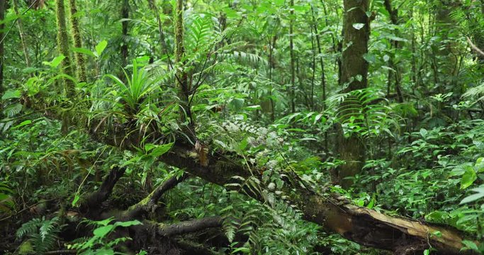 Diverse plants growing on fallen tree trunk in a rainforest