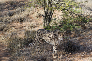 Сheetah in conservation area in Namibia