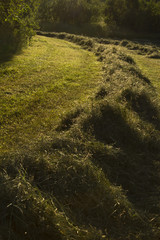 Obraz premium Row of harvested hay in a field in sweden. Horizontal.