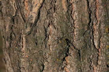 bark tree