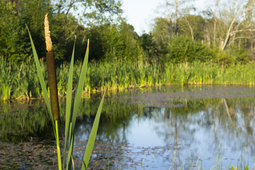 Obraz premium Typha latifolia in small pond. Water reflecting trees in the background.