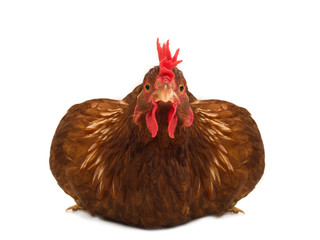 amazing chicken look isolated
