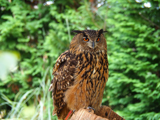 View of a owl in the forest