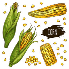 Hand drawn corn set. Isolated ripe corn cobs and grain with label. Vegetarian food design for shop, market, book, menu, poster, banner. Vector sketch illustration - obrazy, fototapety, plakaty