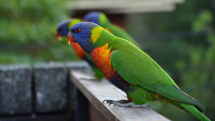 Colorful rainbow lorikeet (Trichoglossus haematodus) on the balcony.