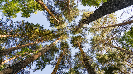 Looking Up In Pine Forest Tree , Tomsk, Siberia.