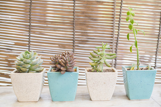 Succulent echeveria plant 