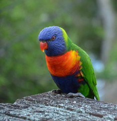 Colorful rainbow lorikeet (Trichoglossus haematodus) on the balcony.