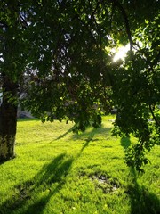 The rising sun makes its way through the foliage of apricot tree