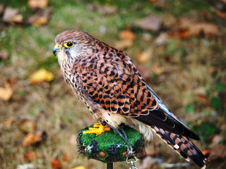 View of a kestrel (Falco tinnunculus)