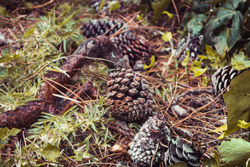 Pi&ntilde;as en el suelo