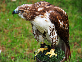 View of a common buzzard (Buteo buteo)