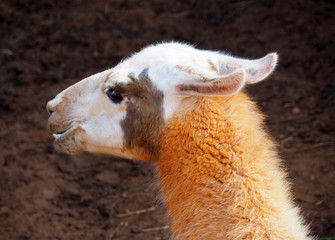 Obraz premium View of a Llama (Lama glama) in the nature