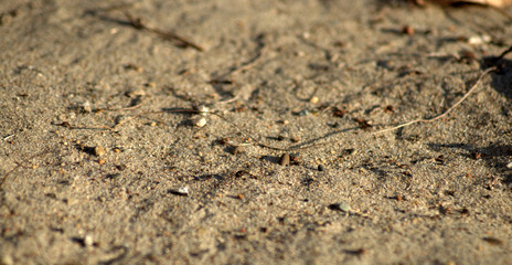 Macro. The centipede moves over the sand through the fallen leaves. The picture was taken in the...
