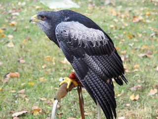 View of a peregrine falcon (Falco peregrinus)