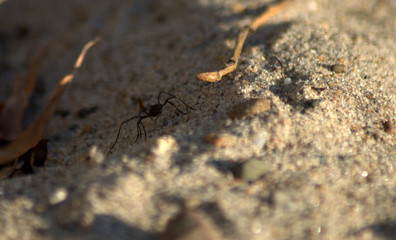 Macro. The centipede moves over the sand through the fallen leaves. The picture was taken in the...