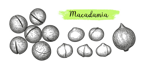 Ink sketch of Macadamia. - obrazy, fototapety, plakaty