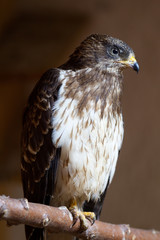  An immature European honey buzzard (Pernis apivorus) rescued and resting in a wildlife rescue center. Perched and trying to recover from its wounds.