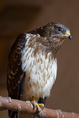  An immature European honey buzzard (Pernis apivorus) rescued and resting in a wildlife rescue center. Perched and trying to recover from its wounds.