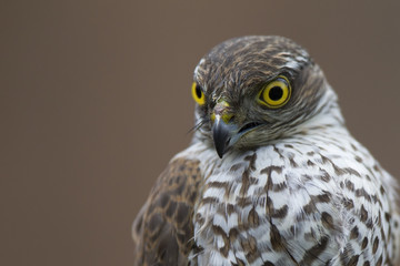  An adult Eurasian sparrowhawk (Accipiter nisus) rescued and held to let go at a wildlife rescue center. 
